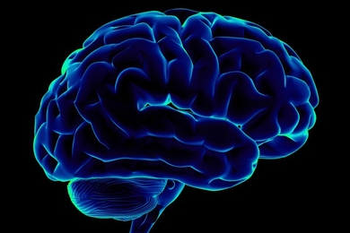 side view of the brain