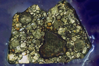 Magnified image of the section of the Semarkona meteorite used in this study.  Chondrules are millimeter sized, light-colored objects. 