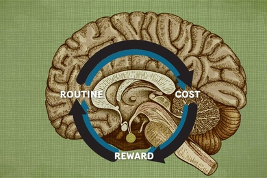 illustration of a cut-open brain