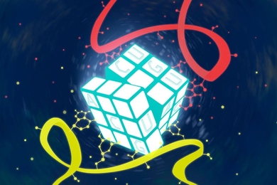 Four nucleotides, abbreviated A, C, G, and T, spell out DNA sequences that code for all of the proteins cells need. MIT researchers have now discovered another layer of control, mediated by transfer RNA, that helps cells to rapidly divert resources in emergency situations.
