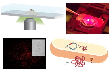 MIT chemical engineers have developed arrays of carbon nanotube sensors that can detect single protein molecules as they are secreted from cells.
