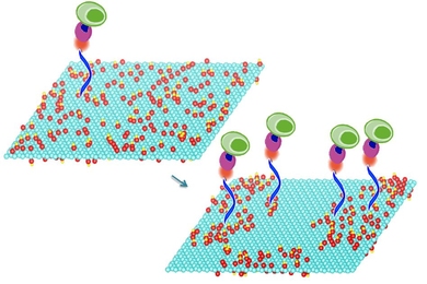 Mild heating of graphene oxide sheets makes it possible to bond particular compounds to the sheets’ surface, a new study shows. These compounds in turn select and bond with specific molecules of interest, including DNA and proteins, or even whole cells. In this image the treated graphene oxide on the right is nearly twice as efficient at capturing cells as the untreated material on the left. 
