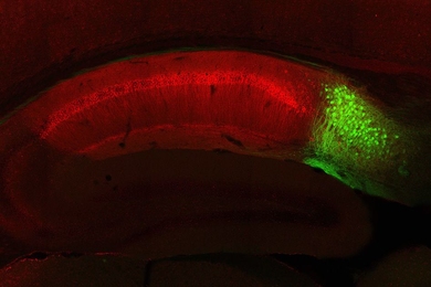 MIT neuroscientists have shown, for the first time, that recalling a memory requires a “detour” circuit that branches off from the original memory circuit. This low-magnification image shows that hippocampal CA1 neurons (red) and dorsal subiculum neurons (green) can be genetically identified using two different protein markers. 