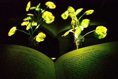 Illumination of a book (“Paradise Lost,” by John Milton) with the nanobionic light-emitting plants (two 3.5-week-old watercress plants). The book and the light-emitting watercress plants were placed in front of a reflective paper to increase the influence from the light emitting plants to the book pages. 
