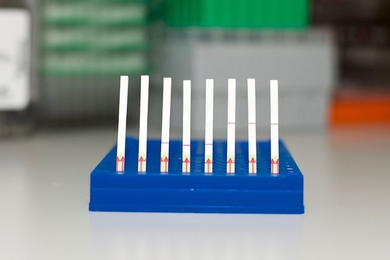 A collection of SHERLOCK paper test strips. (Left) Unused paper strips, (middle) paper tests displaying a negative SHERLOCK readout, and (right) paper tests displaying a positive SHERLOCK readout. 