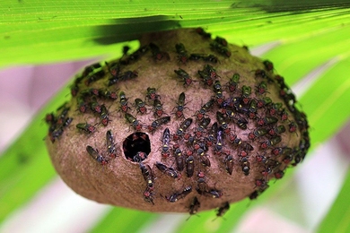 MIT engineers have developed new antimicrobial peptides based on a naturally occurring peptide produced by a South American wasp.