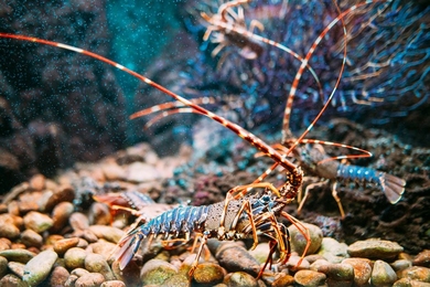A deceptively tough film protects the lobster’s belly as the animal scuttles across the rocky seafloor.