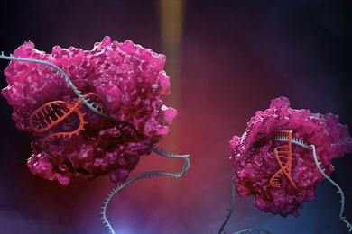 The CRISPR family enzyme Cas13 (pink) is at the heart of the RESCUE platform, where it uses a special guide (red) to target RNAs in the cell (blue).