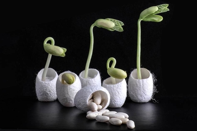 Researchers have used silk derived from ordinary silkworm cocoons, like those seen here, mixed with bacteria and nutrients, to make a coating for seeds that can help them germinate and grow even in salty soil.