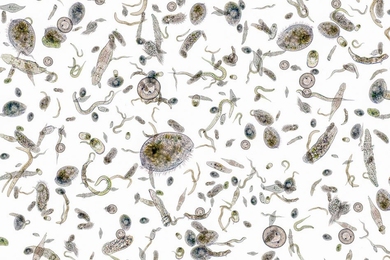 Iron is an essential nutrient for phytoplankton growth, but a new study finds that artificially pumping vast amounts of iron into the oceans won’t bump up the microbes’ populations, or their capacity to sequester carbon dioxide.
