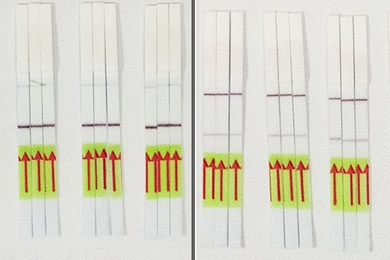 Results of the STOPCovid test appear as a single or double line on a paper strip akin to a pregnancy test. In this photo, test strips showing a single line (left panel) indicate no infection. Test strips revealing double lines (right panel) indicate the presence of the virus. 