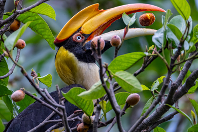 A great hornbill eating a fig