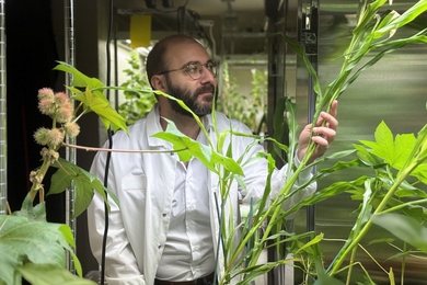 Wearing a lab coat, Giorgio Rizzo examines green plants in a lab.