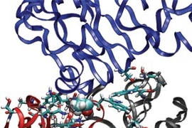 In this image, a fragment of the antibody Erbitux (cetuximab) binds to its target, a fragment of epidermal growth factor receptor (EGFR). The blue ribbon at the top is the backbone of the EGFR fragment, and the red and gray ribbons at the bottom are the backbone of the antibody fragment. The licorice sticks and the balls in the central portion represent protein side chains making close interaction...
