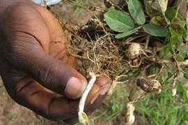 An example of what happens when the plants are not harvested early enough - mature pods begin to regerminate and those nuts are no longer useable.