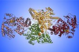 four clusters of coiled squiggles, denoting an enzyme structure