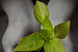 Two hands holding a sapling