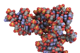 Short strands of RNA can be used to selectively turn off cancer genes.