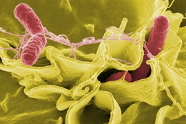 MIT biological engineers created new genetic circuits using genes found in Salmonella (seen here) and other bacteria.