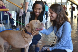 Rumors about the presence of therapy dogs had spread before the Wellness Fair began and students were excited for the chance to spend a few minutes with the well-mannered dogs. Bria Wallace '16 (left) and Jessica Torres '16 (right) sat down to play with Penny, a three-legged rescued pit bull, owned by Dan Sawicki, an Operations Flight Commander at MIT's Air Force ROTC Detachment.