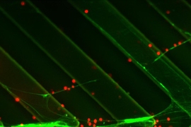 Cells traveling through a microfluidic device can be trapped by strands of DNA (green).