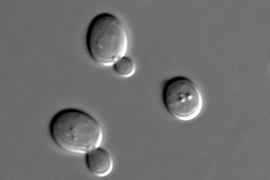 <i>Sacharomyces cerevisiae</i> cells in DIC microscopy.