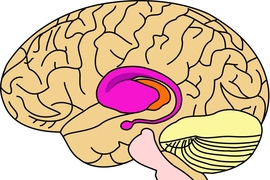 The gene that causes Huntington's disease does most of its damage in the basal ganglia, shown in pink. The basal ganglia are responsible for many functions, including voluntary motor control and habit formation.
