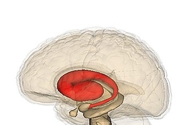 The neurons responsible for coordinating movement are located in a part of the brain called the striatum (shown in red), which receives information from the neocortex and a tiny region known as the substantia nigra.