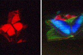 A hologram of a butterfly, displayed on both a conventional, monochromatic holographic-video monitor (left) and the MIT researchers' new color monitor.

