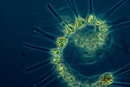 Phytoplankton serve as the base of the marine ecosystem.