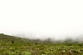 Fog rolls in over a hilltop in the Fray Jorge Fog Forest in the Coquimbo semi-arid region of central Chile. Plants in the area are adapted to harvest water from the fog.