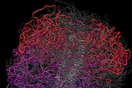 A model of human mitotic chromosome is shown. The chromosome is composed of a flexible scaffold and a system of loops (red, magenta, blue).
