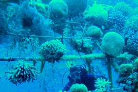Roman Stocker dives among corals. 
