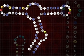 RNA fold structure