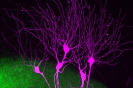 Mossy fibers (green) from dentate granule cells establish synaptic connections with CA2 pyramidal cells (violet).