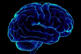 side view of the brain