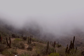 Screenshot from the video, "Harvesting Fresh Water from Fog"