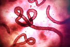 Ebola virus