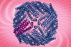 Shown here is a ferritin protein complex. MIT researchers are using protein engineering the boost the magnetic characteristics of the protein to track cells. 