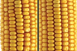 An example of the Non-Local Variations algorithm that automatically detects and visualizes small deformations between repeating structures in a single image. On the left is the original image. In the right image, the variability in the shape of the corn’s kernels is reduced, and the misalignment of rows is corrected. 