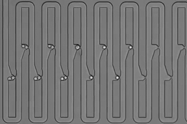 To track the family history for a single cell, researchers engineered a microfluidic device that traps first an individual cell and then all of its descendants. The device has several connected channels, each of which has a trapping pocket used to capture single cells in precise locations. After the initial cell grows and divides, its progeny float downstream and are captured in the next available...