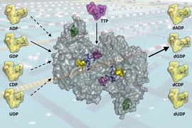 The regulation of the enzyme ribonucleotide reductase allows for just the right levels of deoxynucleotides, the building blocks of DNA, to be produced in the cell.