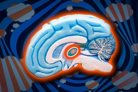 The brain’s thalamic reticular nucleus (TRN), highlighted in the center, is responsible for blocking out distracting sensory input. "For autism, schizophrenia, and other neurodevelopmental disorders, it seems like TRN dysfunction may be involved in some patients,” Guoping Feng says.