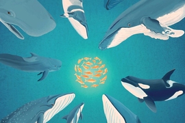 Using acoustic data, researchers identified and mapped the calls of diverse marine mammal species in fish spawning grounds on Georges Bank, including (from top right, clockwise): blue (snout only is pictured), humpback, orca, fin, dolphin, sei, pilot, sperm, and minke.