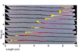 In this time-lapse series of photos, progressing from top to bottom, a coating of sucrose (ordinary sugar) over a wire made of carbon nanotubes is lit at the left end, and burns from one end to the other. As it heats the wire, it drives a wave of electrons along with it, thus converting the heat into electricity.