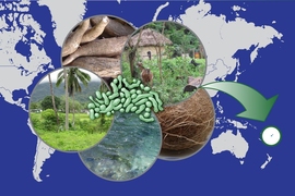 MIT and Broad Institute postdoc Ilana Brito sampled not only the human microbiome in the remote villages in Fiji she studied, but also the reservoirs of microbes in the community.