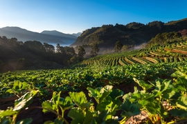 While climate change may boost crop yields in some “breadbasket” regions, extreme heat and drought linked to a changing climate are likely to increase the frequency of major crop failures. Water stress is expected to increase in most regions due to pressures from population and economic growth as well as from climate change.