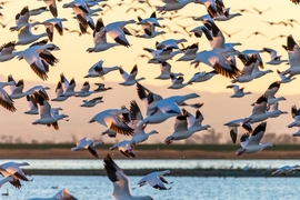 A new paper from an MIT-led team demonstrates that Alaska can offer a significant foothold for Asian flu viruses, enabling them to enter North America.
