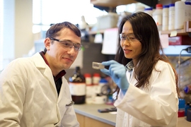 Research scientist Bogdan Fedeles and postdoc Supawadee Chawanthayatham have discovered a mutational signature that reveals liver cell exposure to aflatoxin, a potent carcinogen.