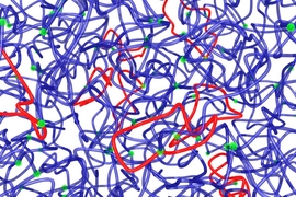 Researchers have found a new approach for reducing the number of loops (red) in a polymer. The method could offer an easy way for manufacturers of industrially useful materials such as plastics or gels to strengthen their materials.
